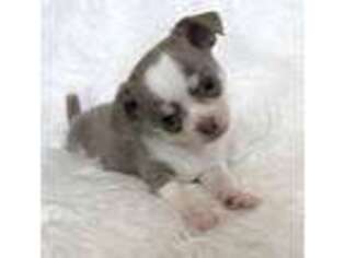 Chihuahua Puppy for sale in Grand Ledge, MI, USA