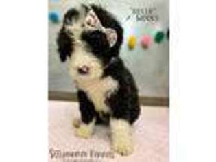 Mutt Puppy for sale in Alexandria, KY, USA