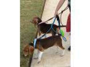 Beagle Puppy for sale in Southlake, TX, USA