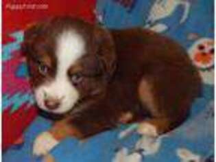 Miniature Australian Shepherd Puppy for sale in Canton, TX, USA