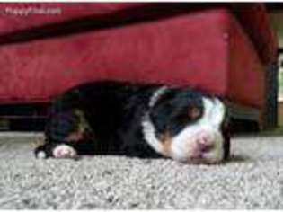 Bernese Mountain Dog Puppy for sale in Columbus, IN, USA
