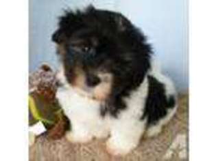 Havanese Puppy for sale in OCALA, FL, USA