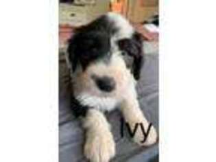 Old English Sheepdog Puppy for sale in Orem, UT, USA