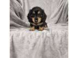 Dachshund Puppy for sale in Trenton, FL, USA