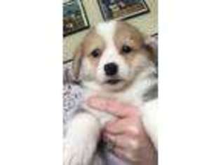 Pembroke Welsh Corgi Puppy for sale in Spencer, NY, USA