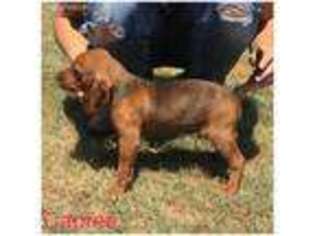 Redbone Coonhound Puppy for sale in White Deer, TX, USA