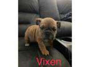 Bulldog Puppy for sale in Brookhaven, PA, USA