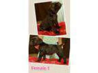 Cane Corso Puppy for sale in Lewistown, MT, USA