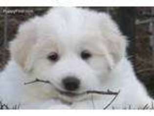 Great Pyrenees Puppy for sale in Jackson, NJ, USA