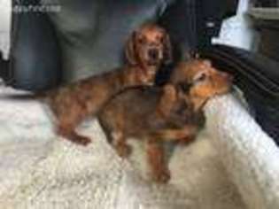 Dachshund Puppy for sale in Fort Plain, NY, USA
