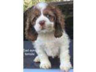 Cocker Spaniel Puppy for sale in Huffman, TX, USA