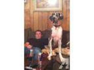 Great Dane Puppy for sale in MARTHA, KY, USA