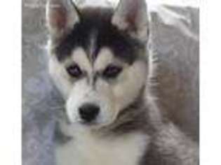 Siberian Husky Puppy for sale in Lisbon, OH, USA