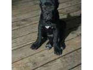 Cane Corso Puppy for sale in Medford, OR, USA