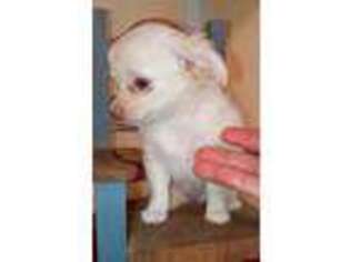 Chihuahua Puppy for sale in Carteret, NJ, USA