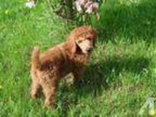 Mutt Puppy for sale in BRUCE, WI, USA