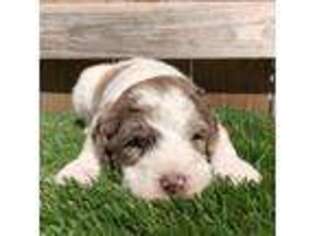 Labradoodle Puppy for sale in Hope Mills, NC, USA