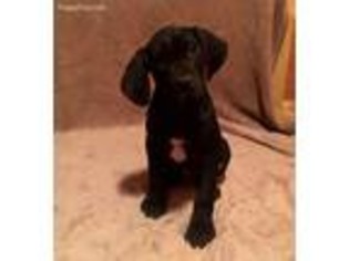 Great Dane Puppy for sale in Redkey, IN, USA