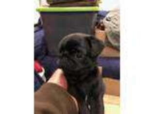 Pug Puppy for sale in Elkins, WV, USA