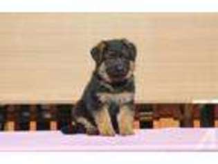 German Shepherd Dog Puppy for sale in KENT, WA, USA
