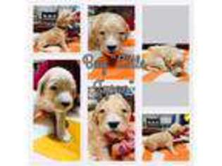 Goldendoodle Puppy for sale in Meridianville, AL, USA