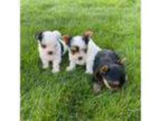 Yorkshire Terrier Puppy for sale in Spokane, WA, USA