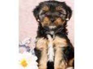 Yorkshire Terrier Puppy for sale in Boston, MA, USA