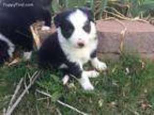 Border Collie Puppy for sale in Castle Rock, CO, USA