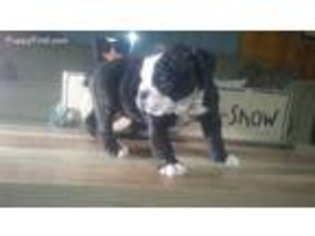 Olde English Bulldogge Puppy for sale in Garrettsville, OH, USA