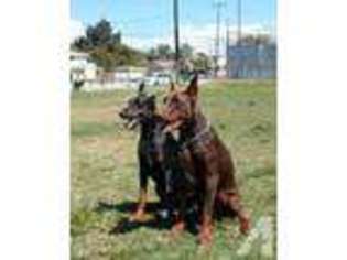 Doberman Pinscher Puppy for sale in BEVERLY HILLS, CA, USA