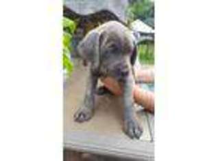Cane Corso Puppy for sale in Birdsboro, PA, USA