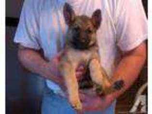 German Shepherd Dog Puppy for sale in FLOYDS KNOBS, IN, USA