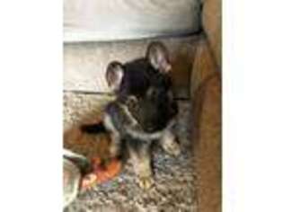 German Shepherd Dog Puppy for sale in Monroe, WA, USA