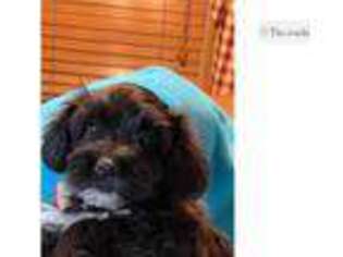 Havanese Puppy for sale in Sioux Falls, SD, USA