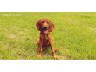 Redbone Coonhound Puppy for sale in Birmingham, AL, USA