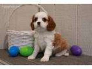 Cavalier King Charles Spaniel Puppy for sale in Fresno, OH, USA
