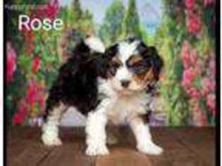 Mutt Puppy for sale in Addison, MI, USA