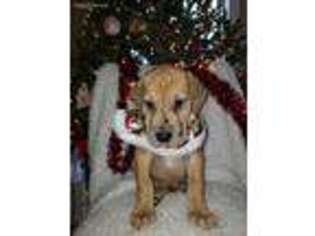 Great Dane Puppy for sale in Wapakoneta, OH, USA