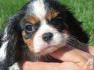 Cavalier King Charles Spaniel Puppy for sale in HUNTLEY, IL, USA