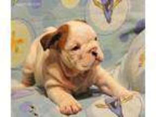 Bulldog Puppy for sale in Stamps, AR, USA