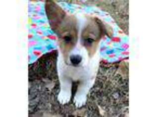 Pembroke Welsh Corgi Puppy for sale in Joshua, TX, USA