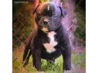 American Bulldog Puppy for sale in Bloomingdale, OH, USA