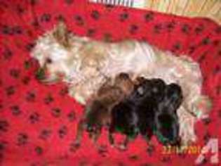 Yorkshire Terrier Puppy for sale in MILWAUKEE, WI, USA