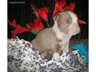 Boston Terrier Puppy for sale in Belleville, MI, USA