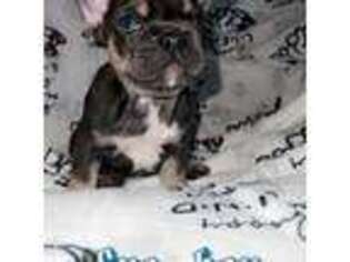 French Bulldog Puppy for sale in Ellerbe, NC, USA