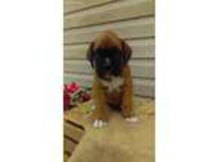 Boxer Puppy for sale in Shade Gap, PA, USA