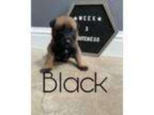 Belgian Malinois Puppy for sale in Stockton, CA, USA