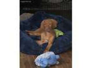 Vizsla Puppy for sale in Glen Carbon, IL, USA
