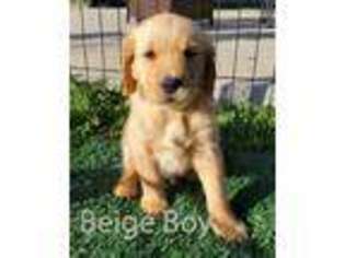 Golden Retriever Puppy for sale in Windsor, CA, USA