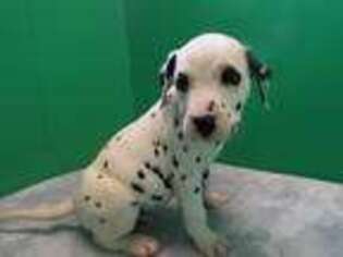 Dalmatian Puppy for sale in Paterson, NJ, USA